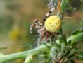 /album/araneidae/araneus-quadratus-1-jpg/